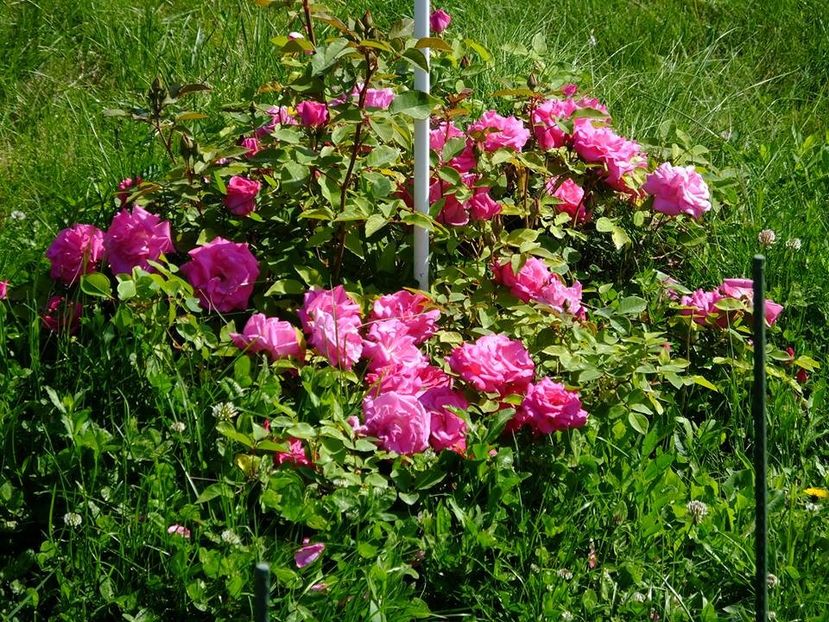 zephirine 2 - 2016_05_06_Mai_Iunie