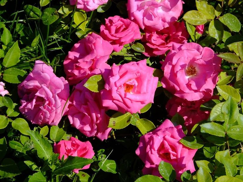 zephirine 4 - 2016_05_06_Mai_Iunie