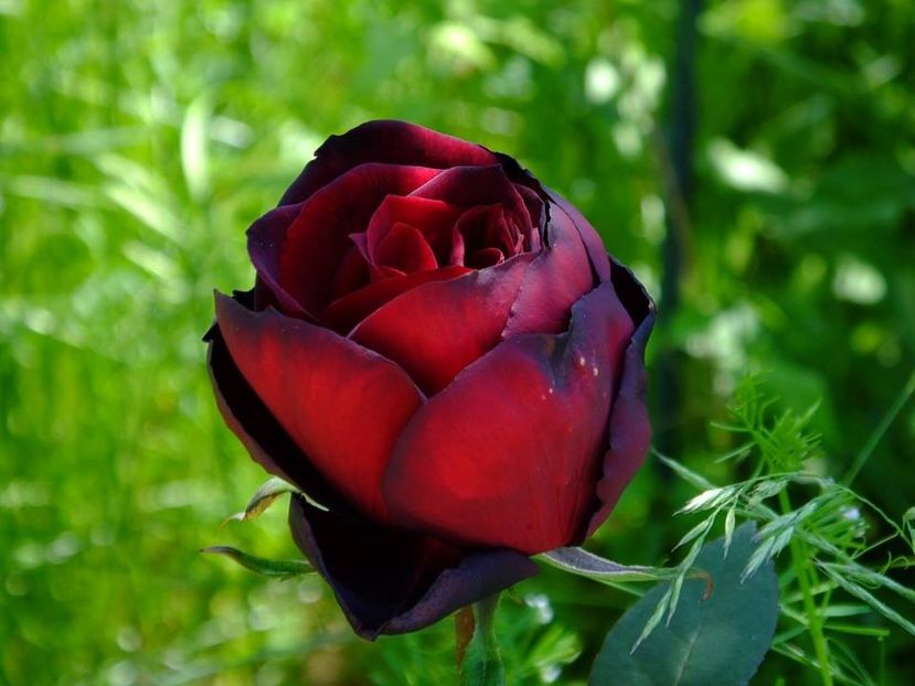  - 2016_05_06_Mai_Iunie