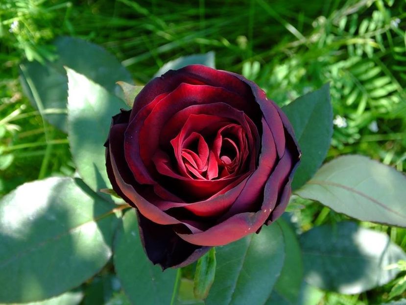 1b - 2016_05_06_Mai_Iunie