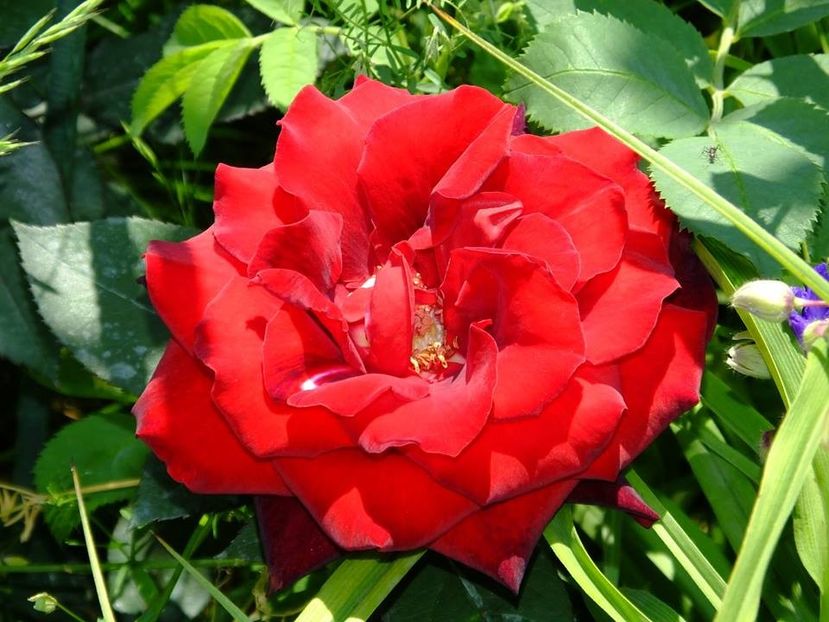  - 2016_05_06_Mai_Iunie