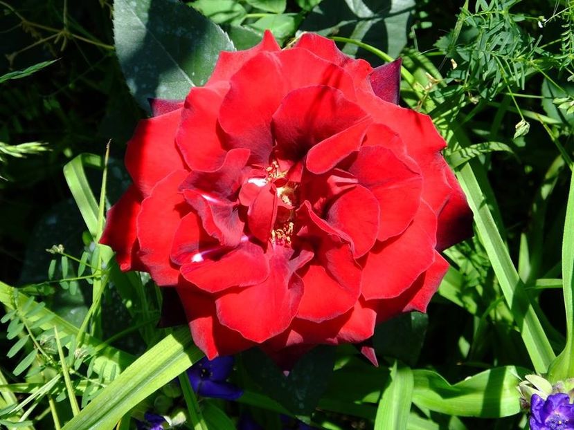  - 2016_05_06_Mai_Iunie