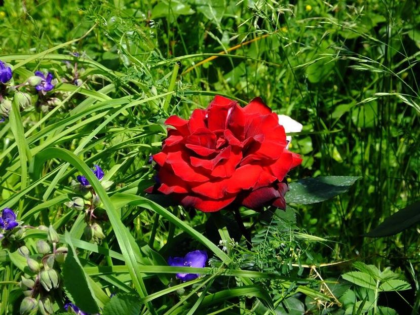  - 2016_05_06_Mai_Iunie