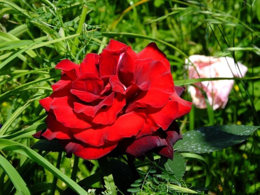  - 2016_05_06_Mai_Iunie