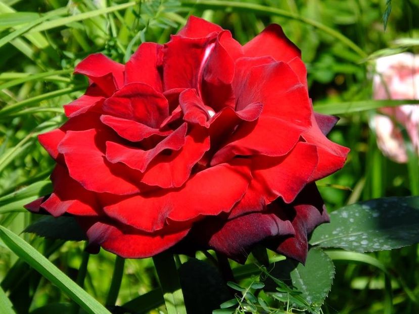  - 2016_05_06_Mai_Iunie