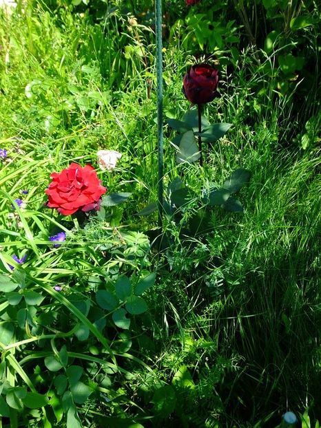  - 2016_05_06_Mai_Iunie