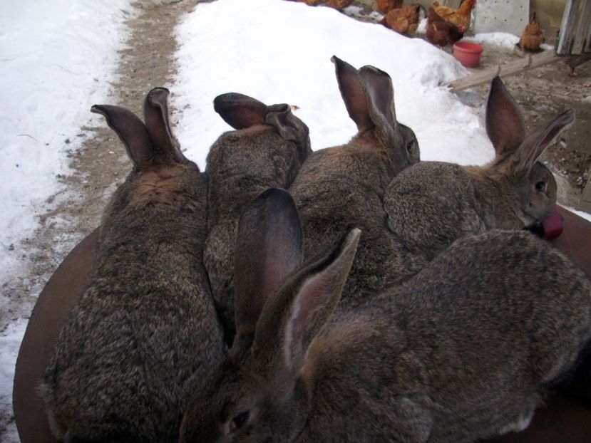  - anya 02- femela 02