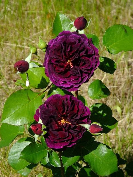 Tradescant - 2016_05_06_Mai_Iunie