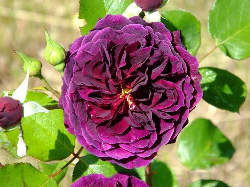  - 2016_05_06_Mai_Iunie