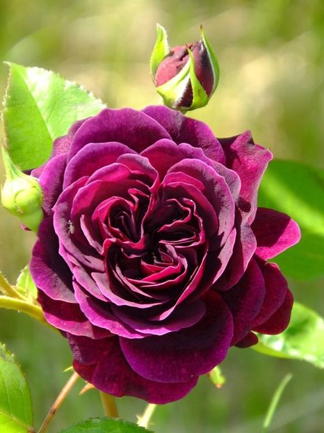  - 2016_05_06_Mai_Iunie