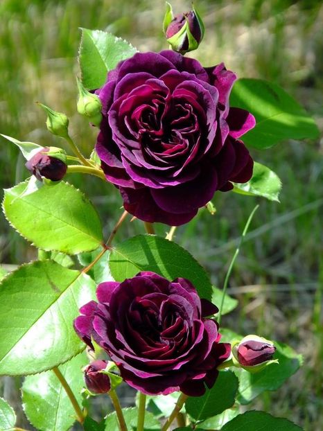  - 2016_05_06_Mai_Iunie