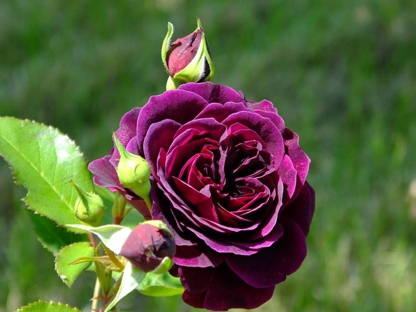  - 2016_05_06_Mai_Iunie