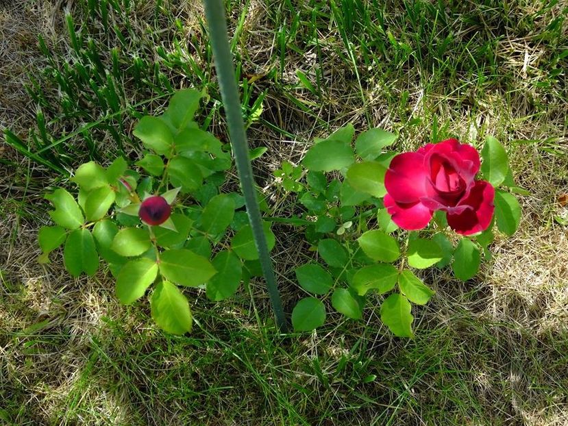  - 2016_05_06_Mai_Iunie