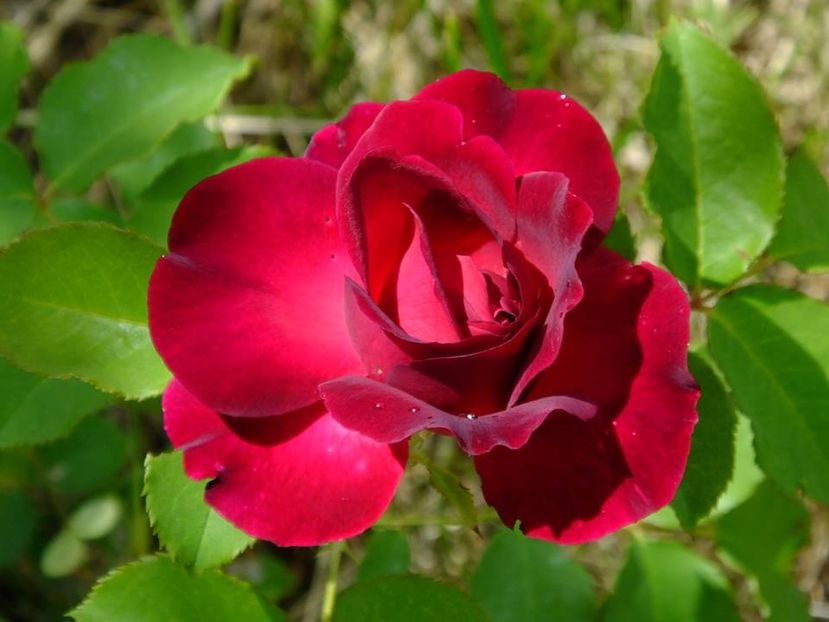  - 2016_05_06_Mai_Iunie