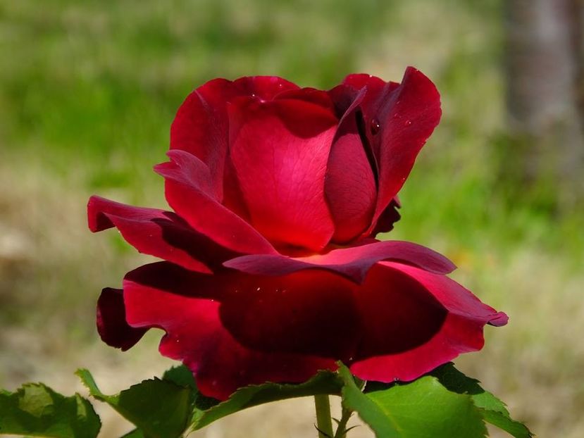  - 2016_05_06_Mai_Iunie