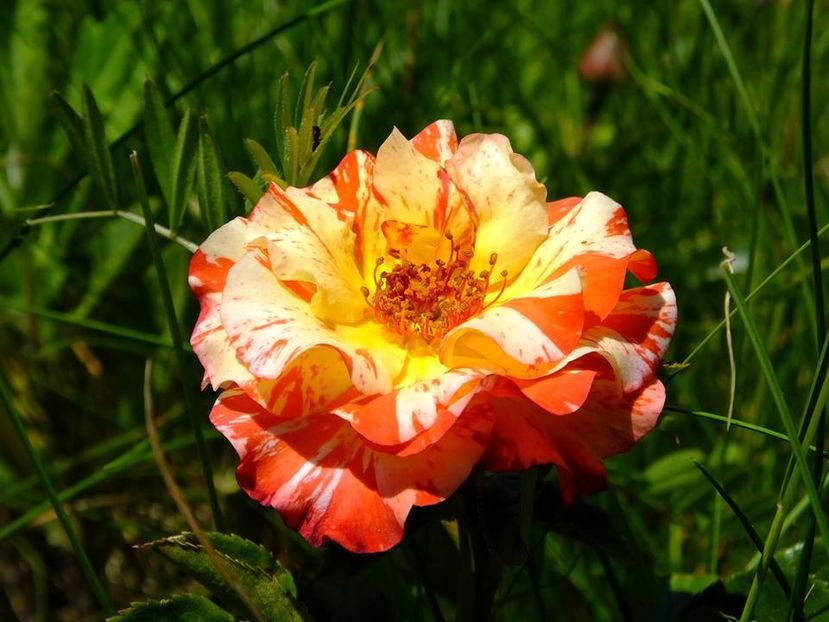 alfred sisly1 - 2016_05_06_Mai_Iunie