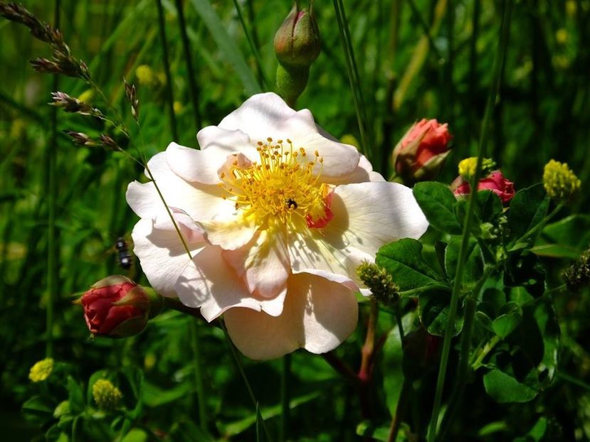 cornelia - 2016_05_06_Mai_Iunie