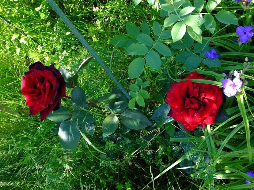 negricios 4 - 2016_05_06_Mai_Iunie