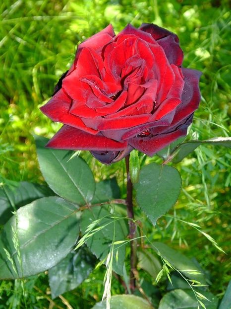 negricios 5 - 2016_05_06_Mai_Iunie