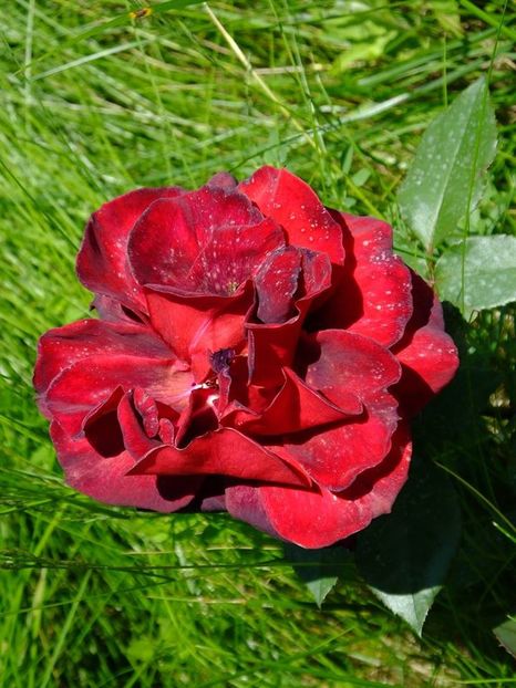 negricios 6 - 2016_05_06_Mai_Iunie