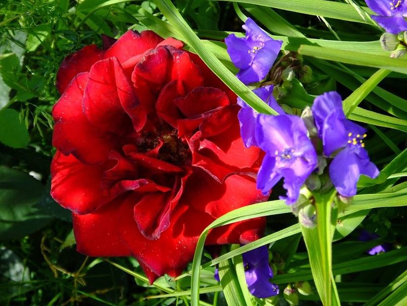 negricios1 - 2016_05_06_Mai_Iunie