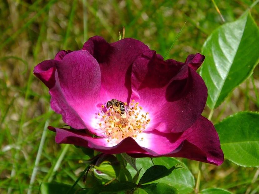 night owl1 - 2016_05_06_Mai_Iunie