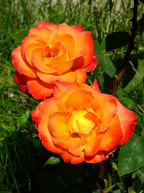 nn inflacarat1 - 2016_05_06_Mai_Iunie