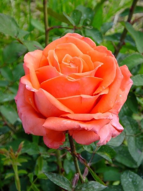 nn port - 2016_05_06_Mai_Iunie