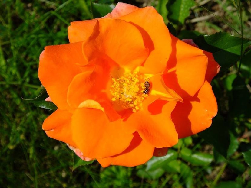 nn port-galben1 - 2016_05_06_Mai_Iunie