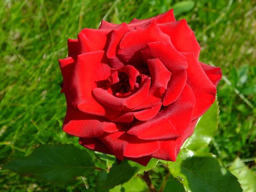 nn rosu - 2016_05_06_Mai_Iunie