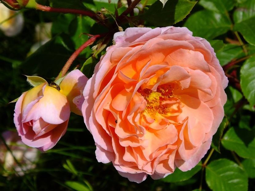 nn somon1 - 2016_05_06_Mai_Iunie