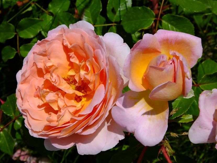 nn somon2 - 2016_05_06_Mai_Iunie