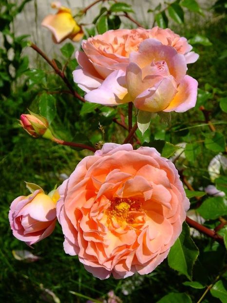 nn somon3 - 2016_05_06_Mai_Iunie