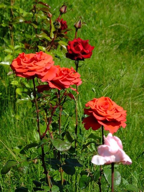 nn tea alee - 2016_05_06_Mai_Iunie