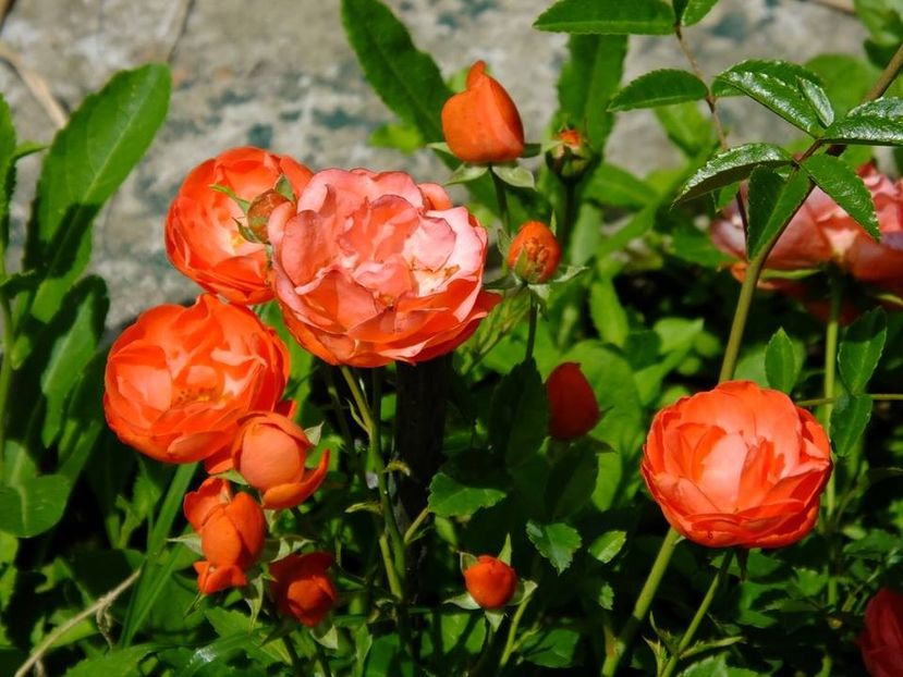 orange morsdag - 2016_05_06_Mai_Iunie