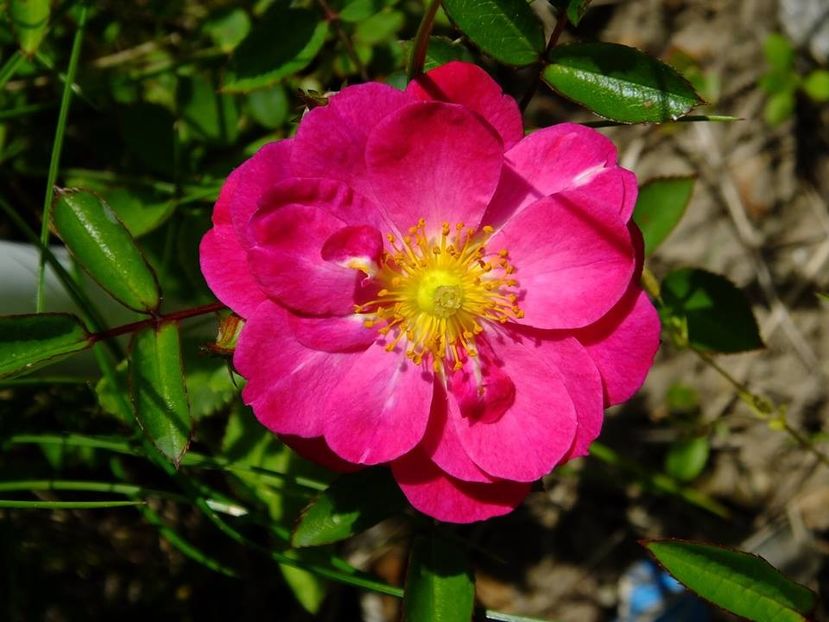 purple rain - 2016_05_06_Mai_Iunie