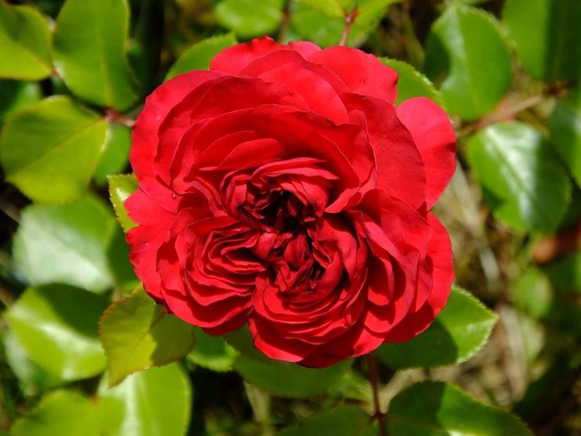 red leonardo - 2016_05_06_Mai_Iunie