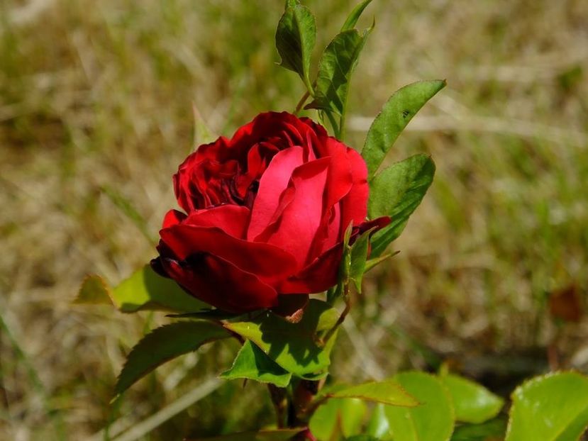 red leonardo1 - 2016_05_06_Mai_Iunie