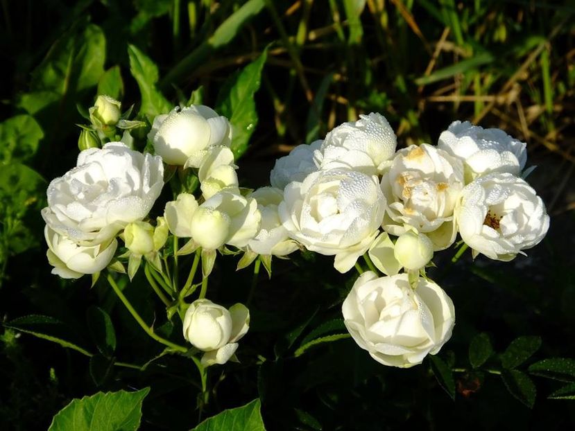 white morsdag - 2016_05_06_Mai_Iunie