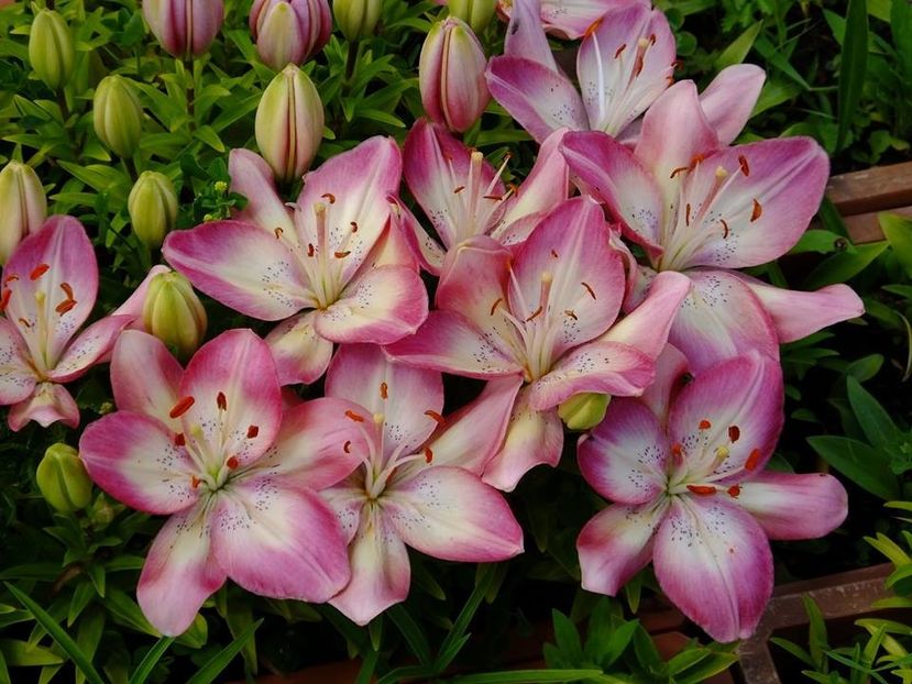  - 2016_05_06_Mai_Iunie