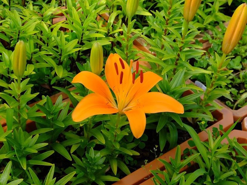  - 2016_05_06_Mai_Iunie