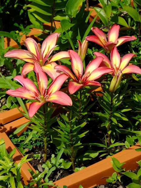  - 2016_05_06_Mai_Iunie