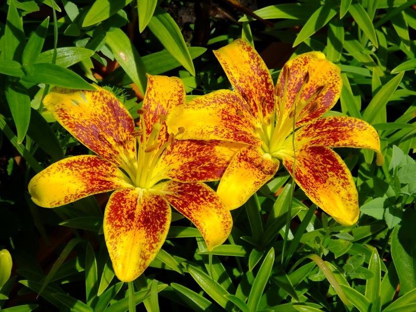  - 2016_05_06_Mai_Iunie