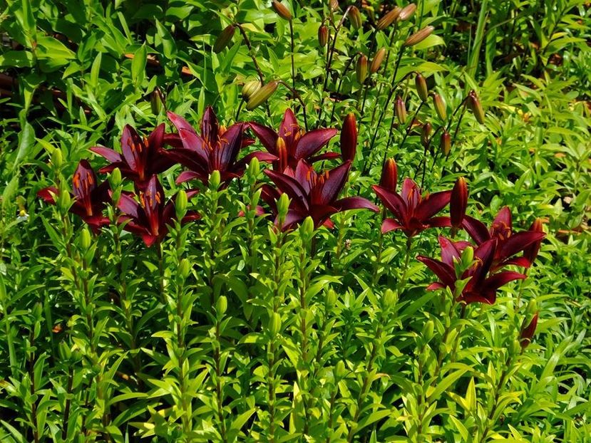  - 2016_05_06_Mai_Iunie