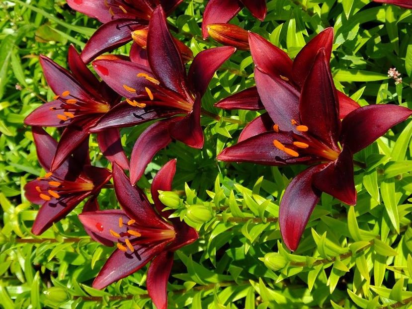  - 2016_05_06_Mai_Iunie