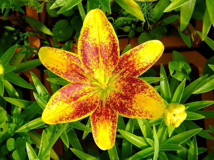  - 2016_05_06_Mai_Iunie