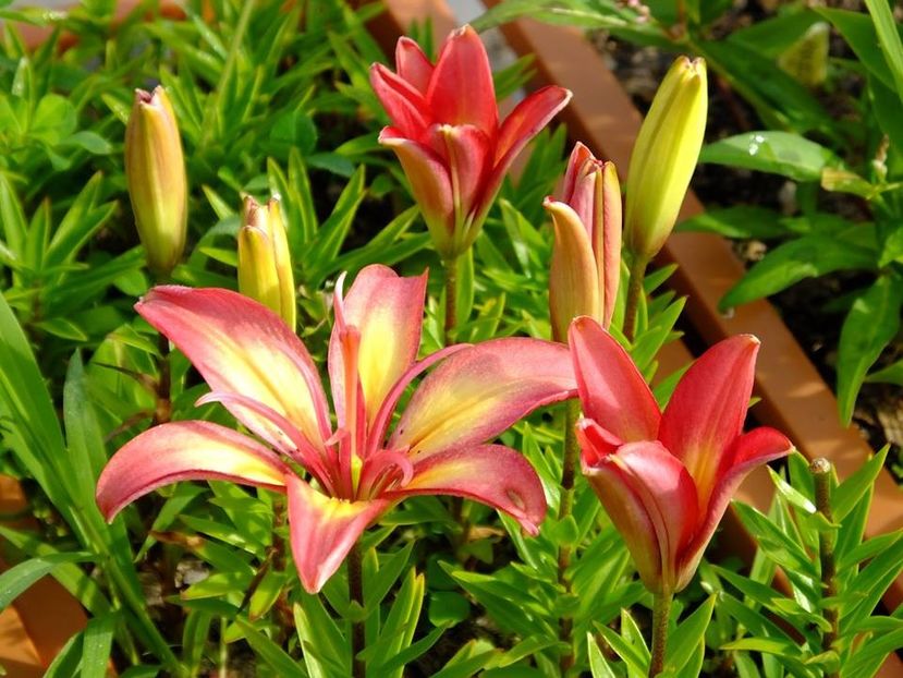  - 2016_05_06_Mai_Iunie