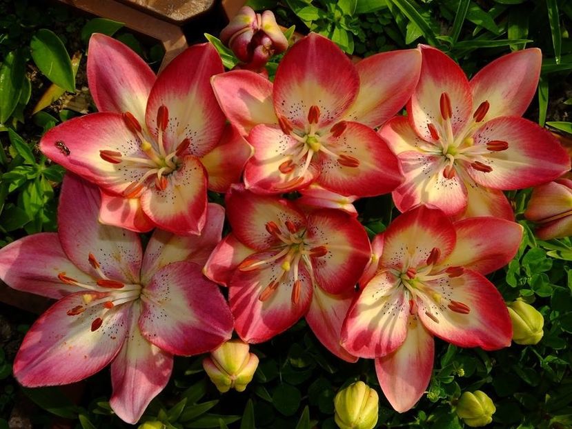  - 2016_05_06_Mai_Iunie