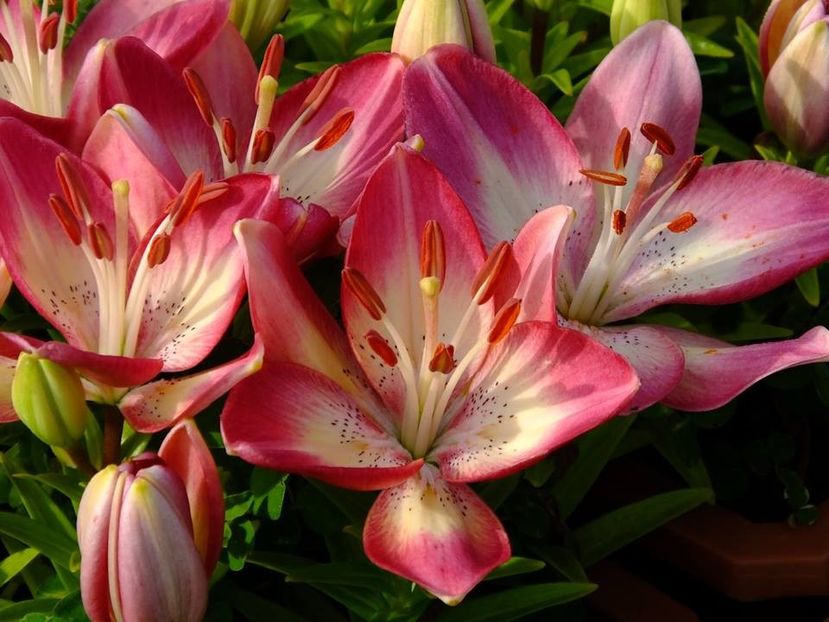  - 2016_05_06_Mai_Iunie