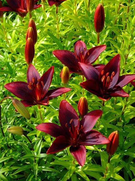  - 2016_05_06_Mai_Iunie